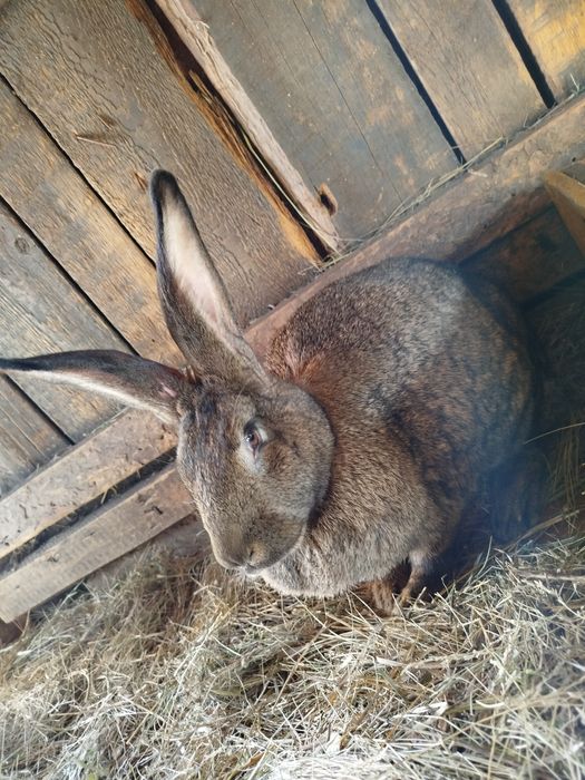 Кролик молодняк мальчик