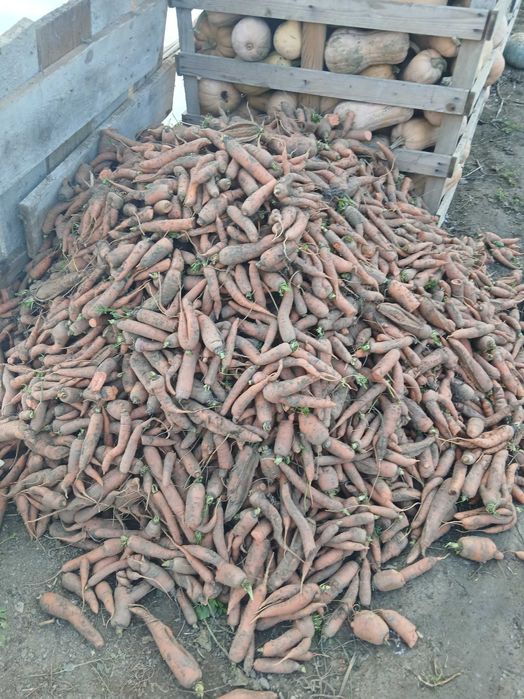 Morcov si țelină de vanzare