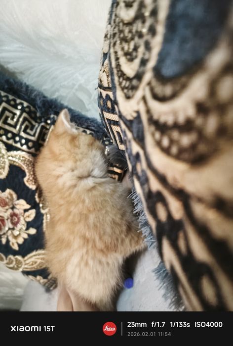 Продам котёнка  k