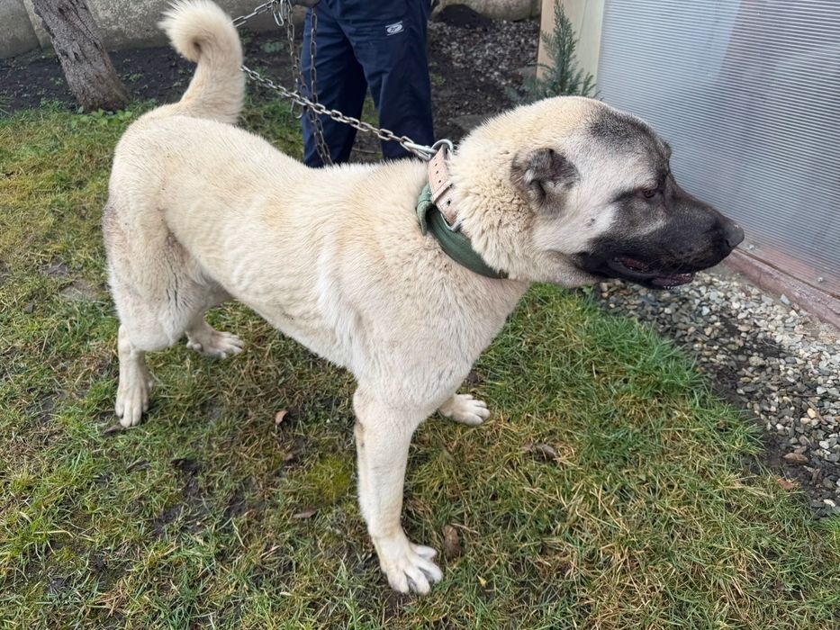 Câine Kangal (Ciobănesc Anatolian) – 1 an – pază excelentă
