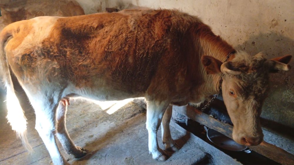 Продам корову дойную