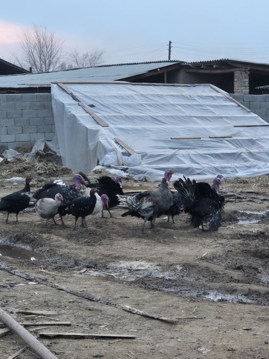 Индюк сатыладыыы