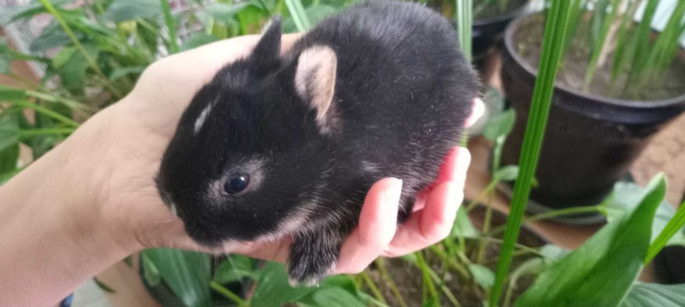 Karlik mitti quyonchalar bron