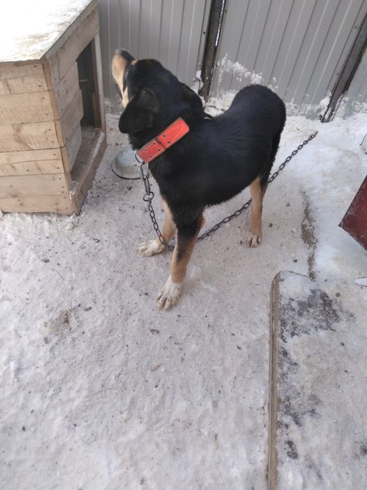 Отдам алабая помесь с тобетом