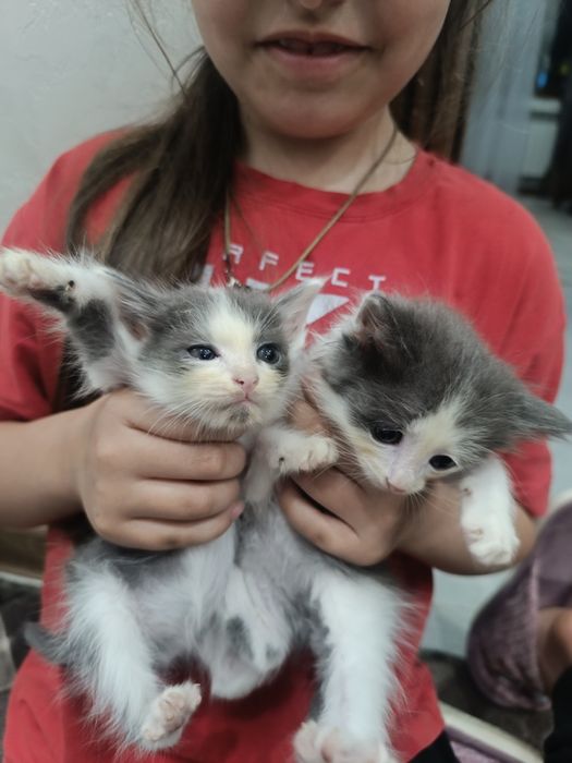 Отдам котят в добрые руки