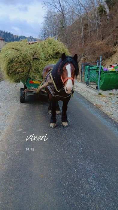 Vand armasar de 4 ani foarte cuminte invțat la pădure și căruță...