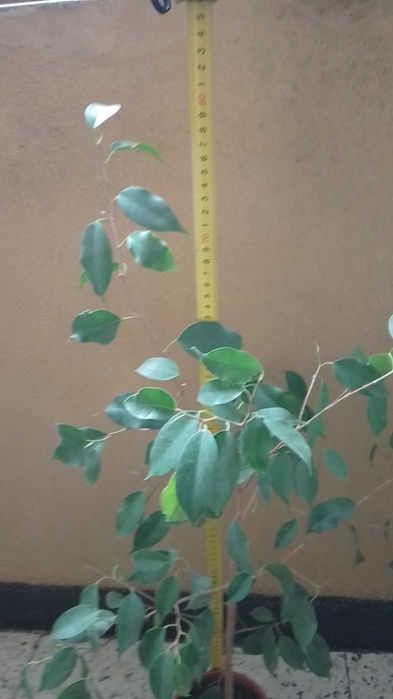 Бенджамин -цвете