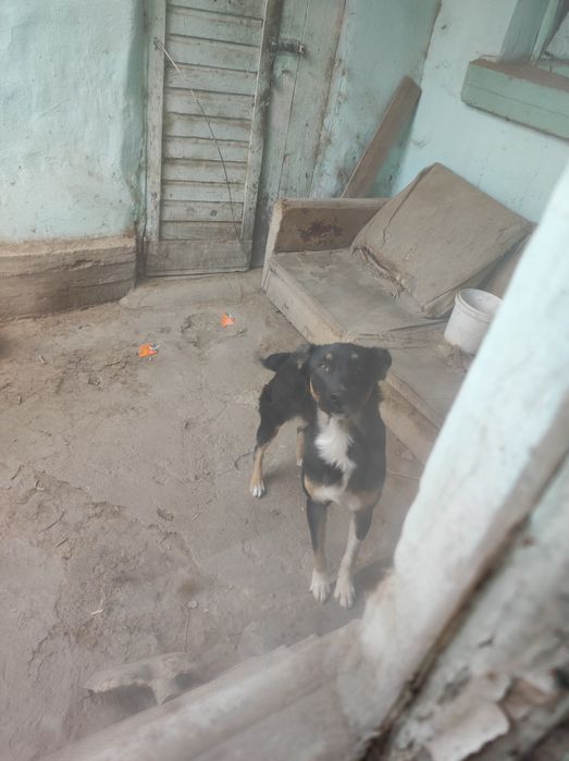 Собака в добрые руки