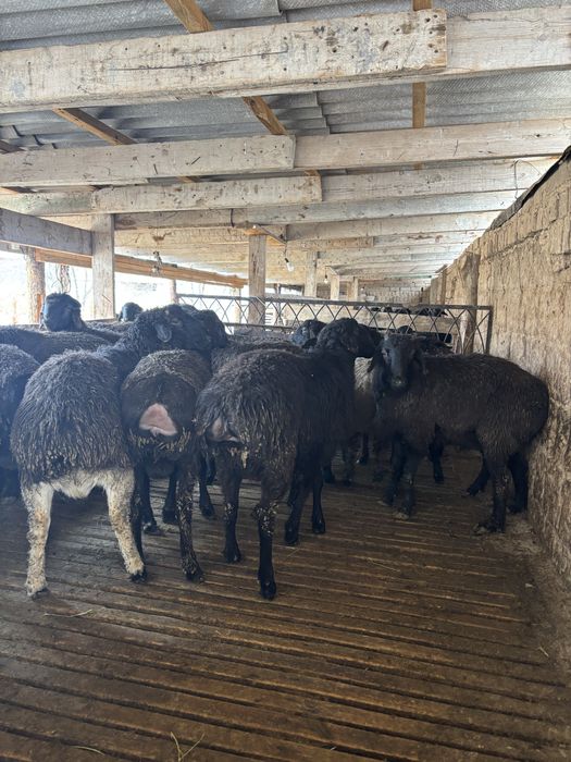 Бордакы кошкар кой токты