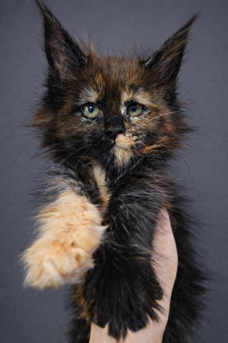 Премиум котята Мейн-кун в Рассрочку