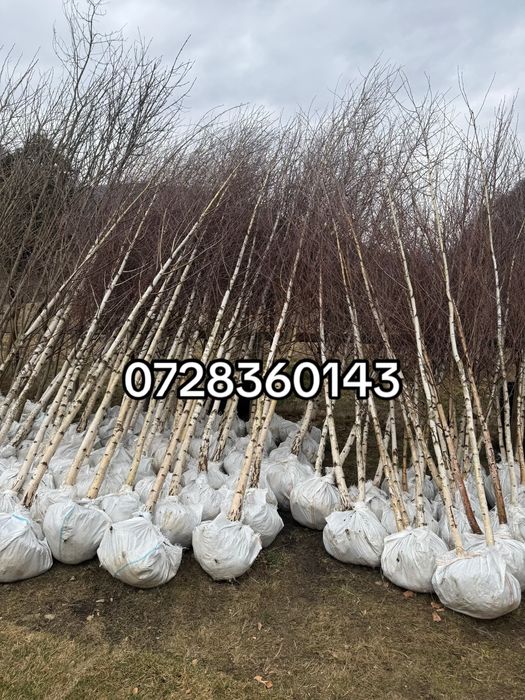 Mesteacan alb-oferta anului