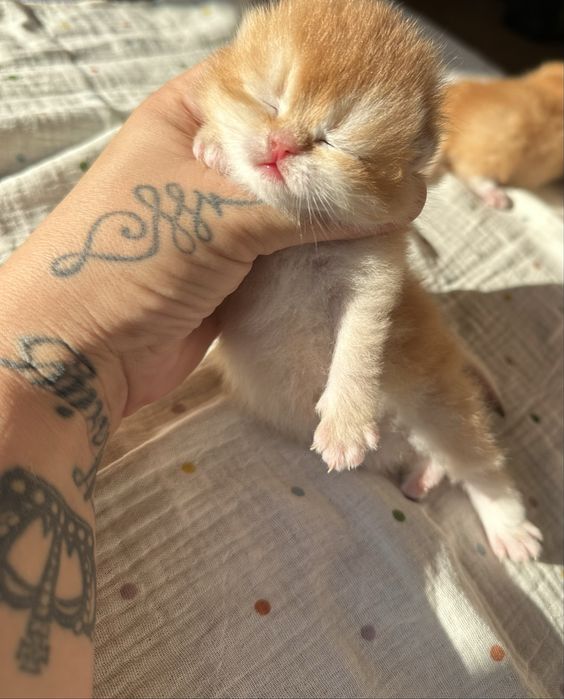 Котята Бритаские Шиншиллы