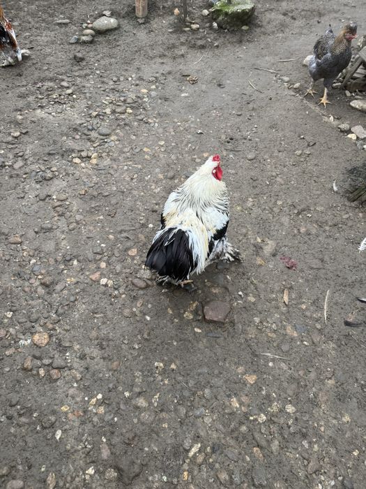 Vand cocos metish brahma