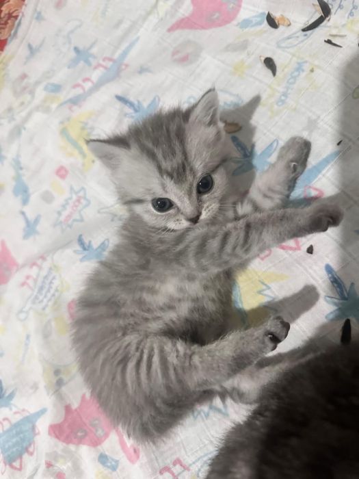 Продам котят мальчик и девочка .