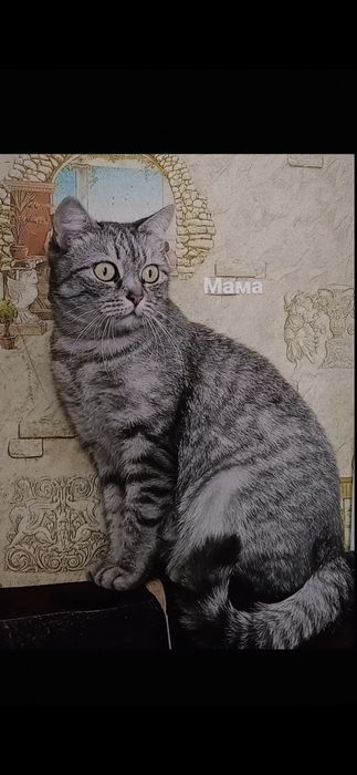 Продам британских котят