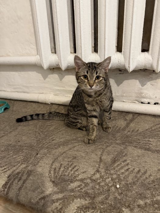 Кошечка в добрую и любящую семью