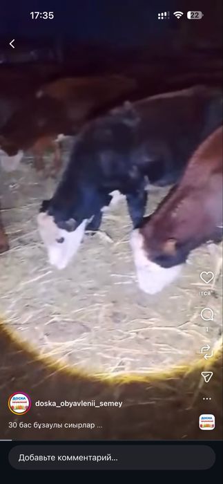 Оптом сиырлар сатылады