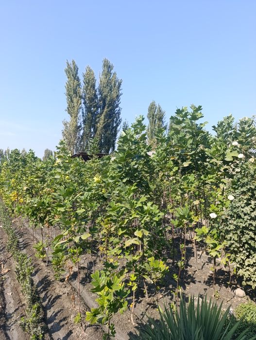 Lola daraxtlari sotiladi