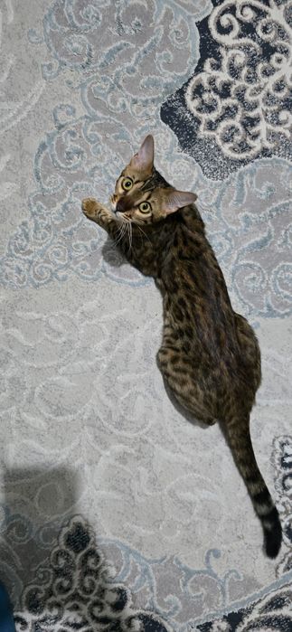 Бенгальская кошка