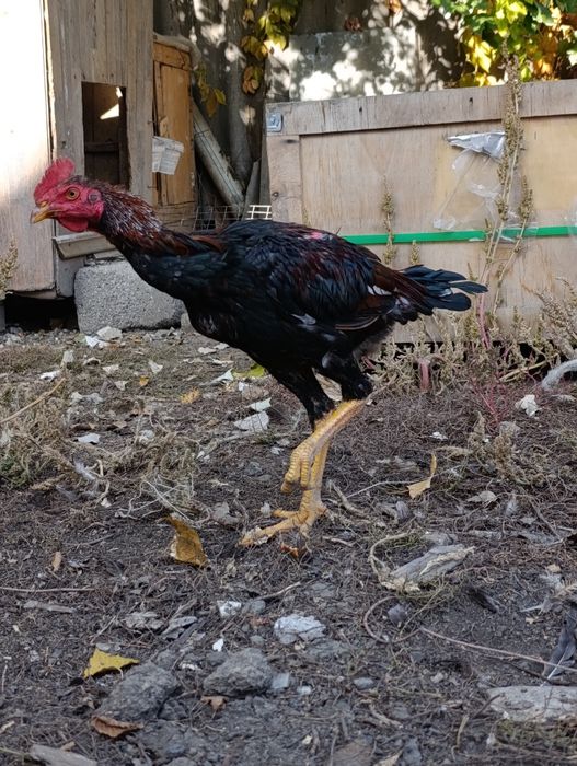 Продам Шолпан дакан
