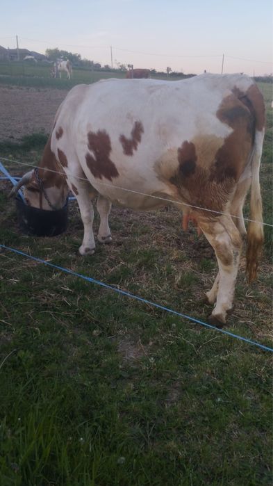 Vaca baltata romaneasca
