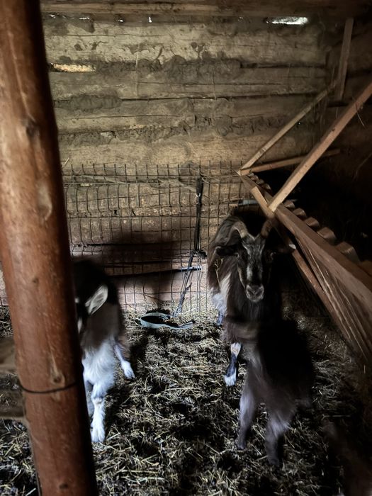 Vand 3 capre o iada de anul acesta o iada de anul trecut o capra adulta de 4 ani