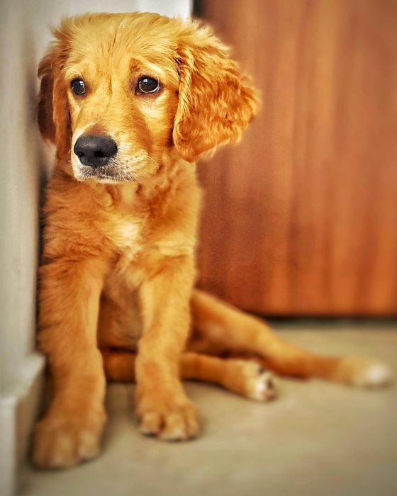 Golden retriever rosu