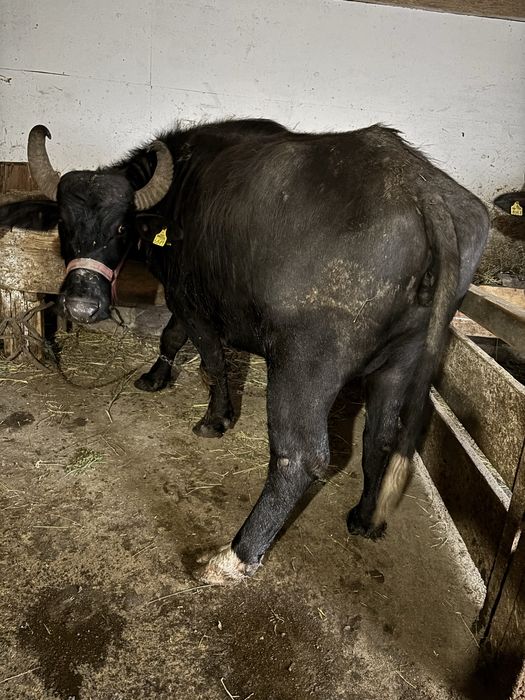 Bivolițe de vanzare