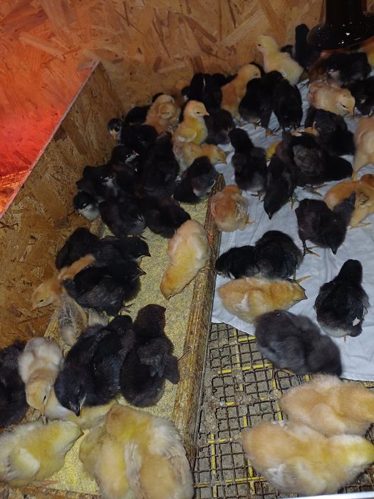 Pui de casă de o săptămână