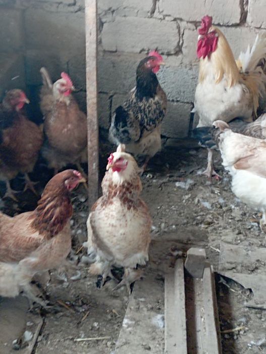 Үй тауықтары бар