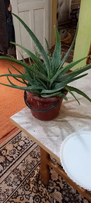 Алое гули сотилади