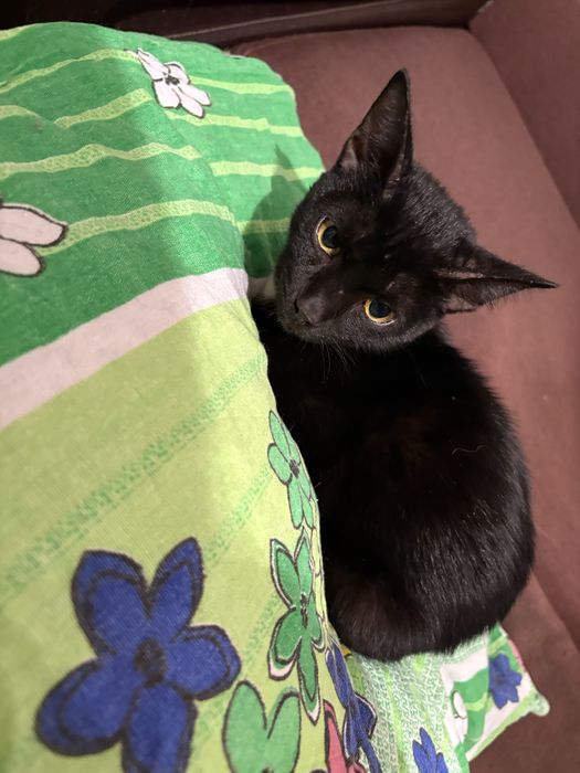 Отдам кота черного