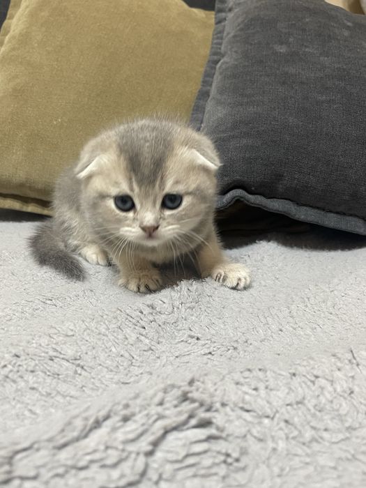 Котенок шиншилла