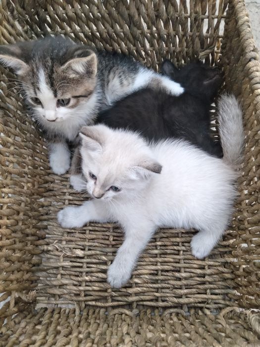 Котята отдам в добрые руки