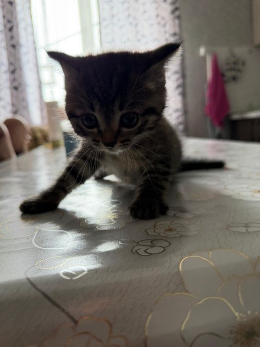 Отдам котенка девочку