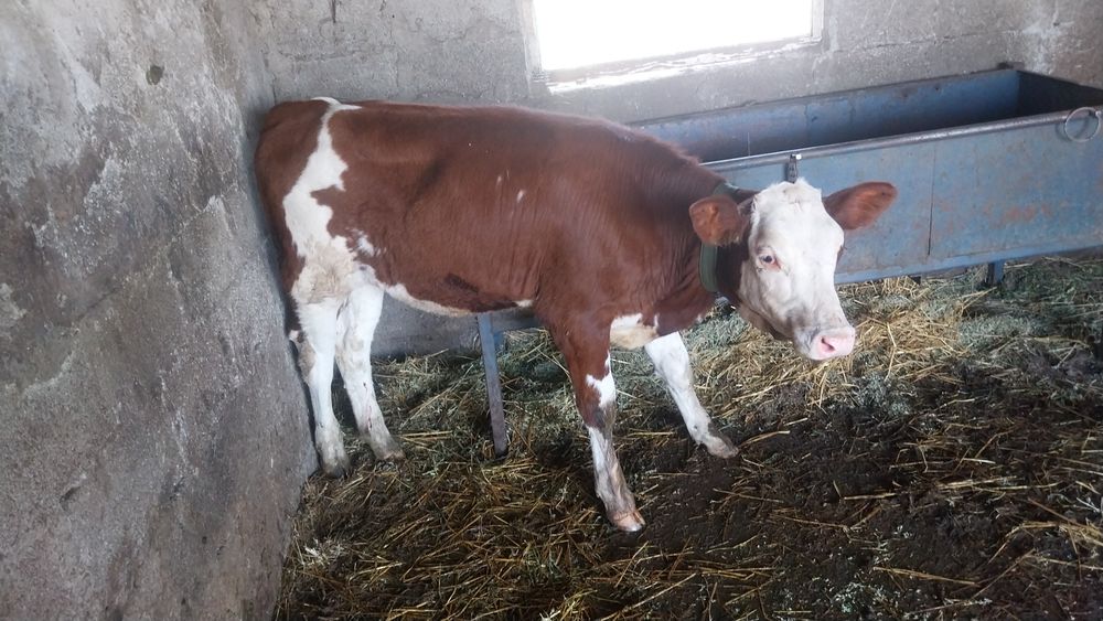 Vând sau schinb vițea de 5 luni