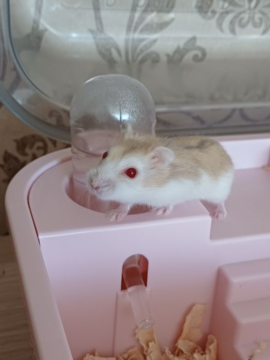 Хомячки джунгарские