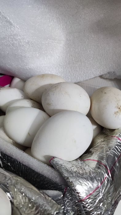 Қаздың жұмыртқасы