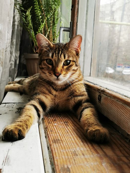 Пропал кот. 3 микр.