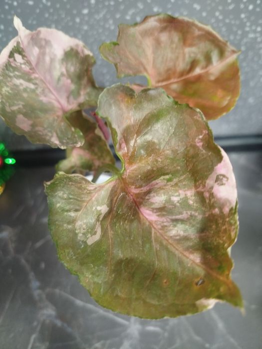 Клубничный лед сингониум