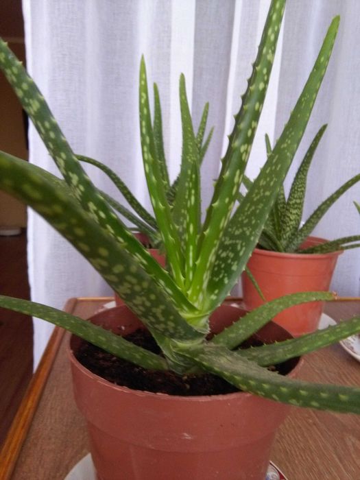 Алоэ - Вера.. Алоэ