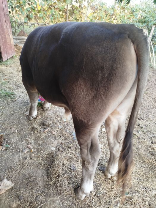 Vitel (taur) brun 9 luni
