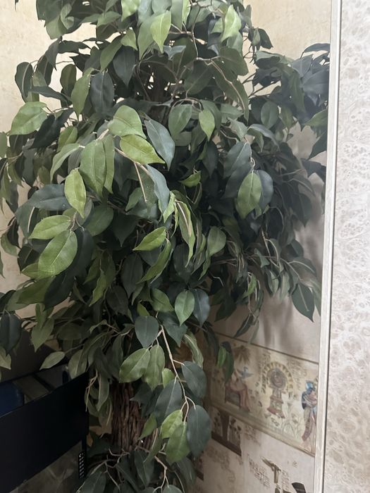 Дерево декоративное