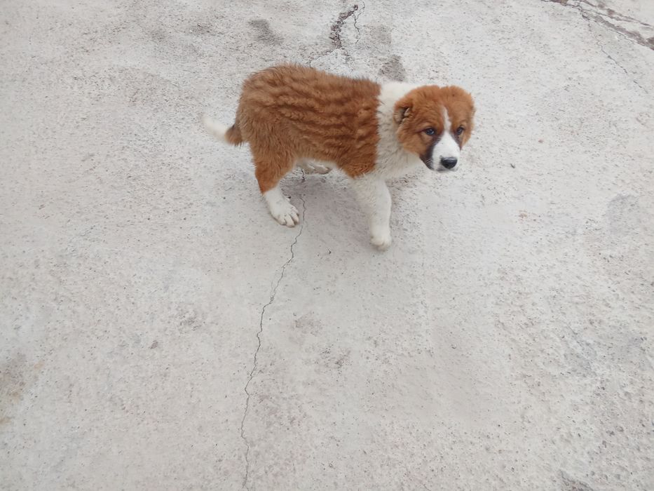 Тараз қаласы продаётся щенок Алабая