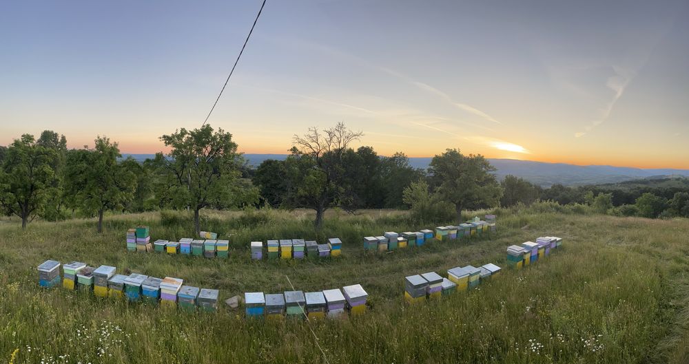 Miere naturala de vanzare