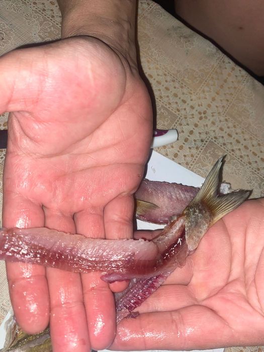 Продам сушенную рыбу чехонь рубец