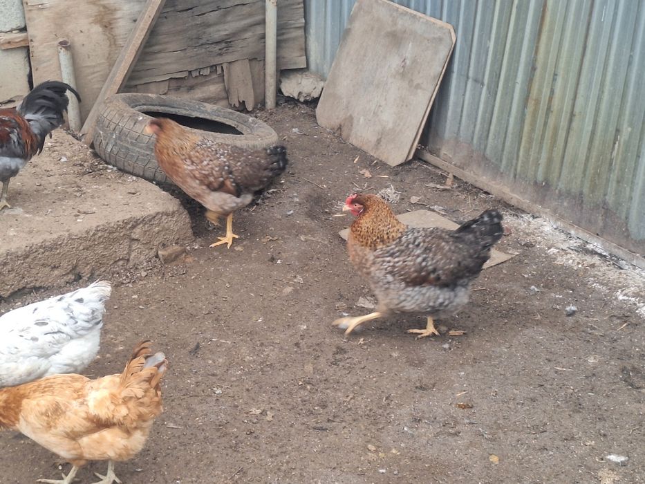 Продам куры амероукано и белефельдер