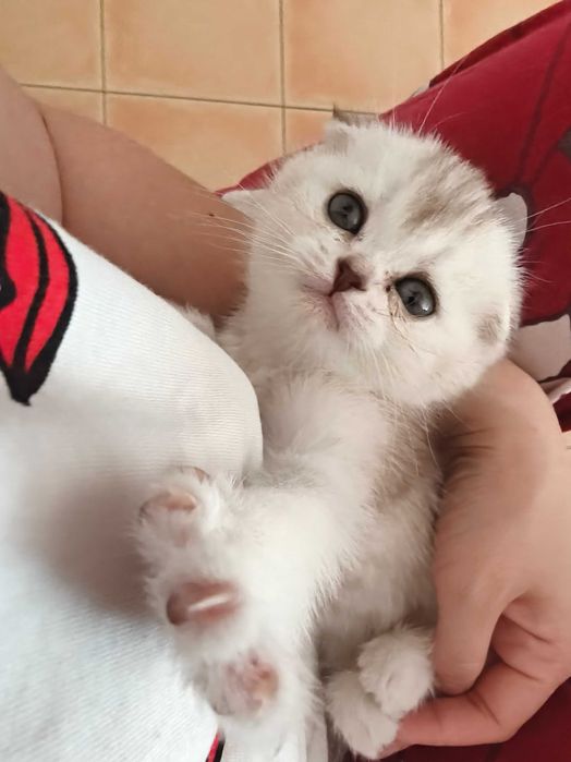 Шотландский котенок