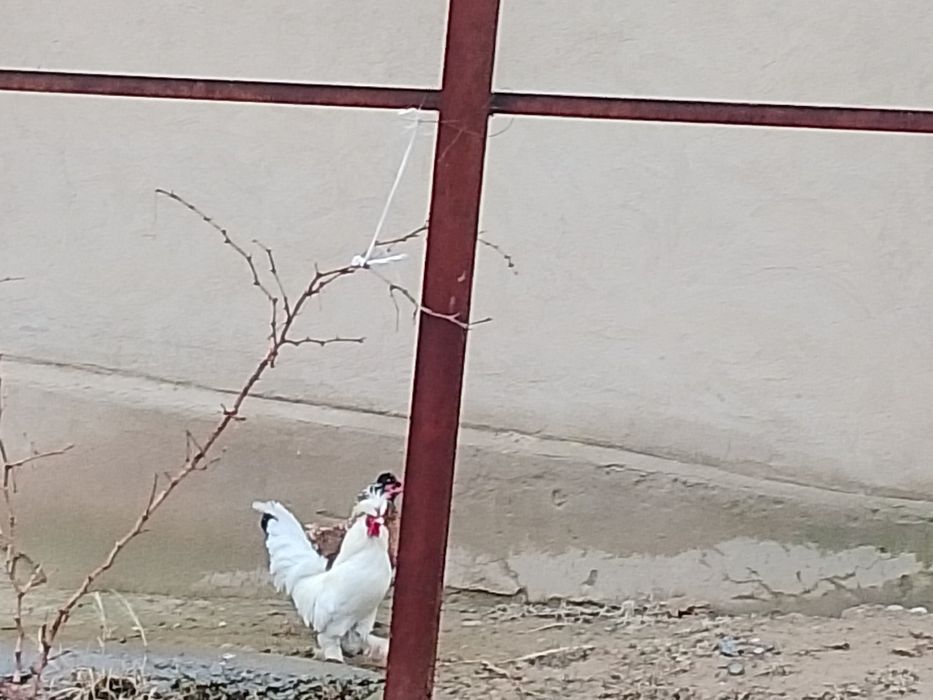 Сатылады парасымен