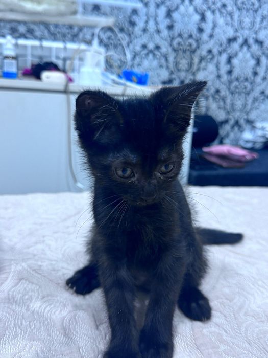 Отдам двух замечательных котят